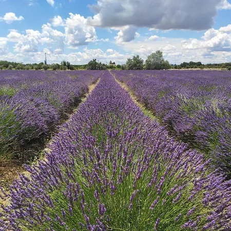 Les Champs De Provence לינה וארוחת בוקר 4*