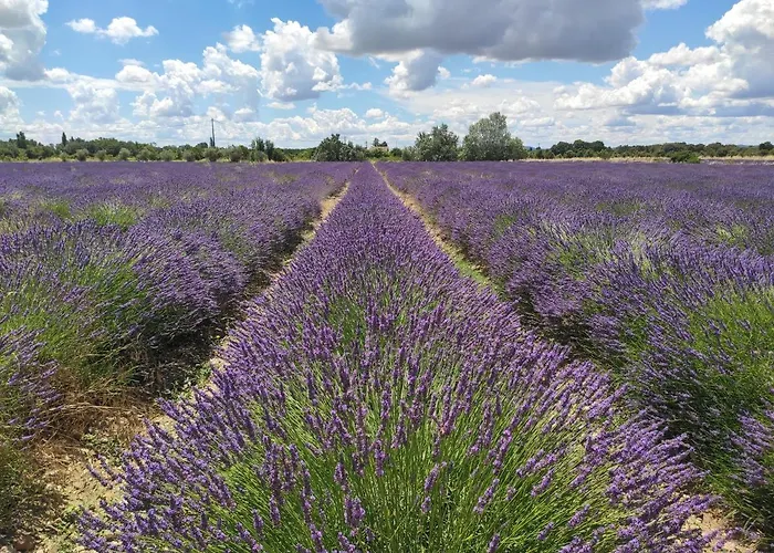 Les Champs De Provence Nocleg ze śniadaniem 4*